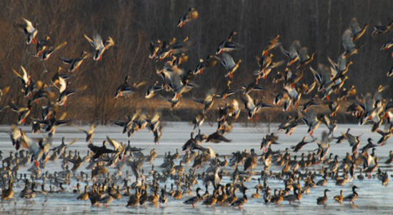 cross creek waterfowl