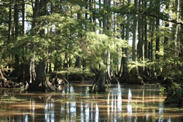 hatchie national wildlife refuge